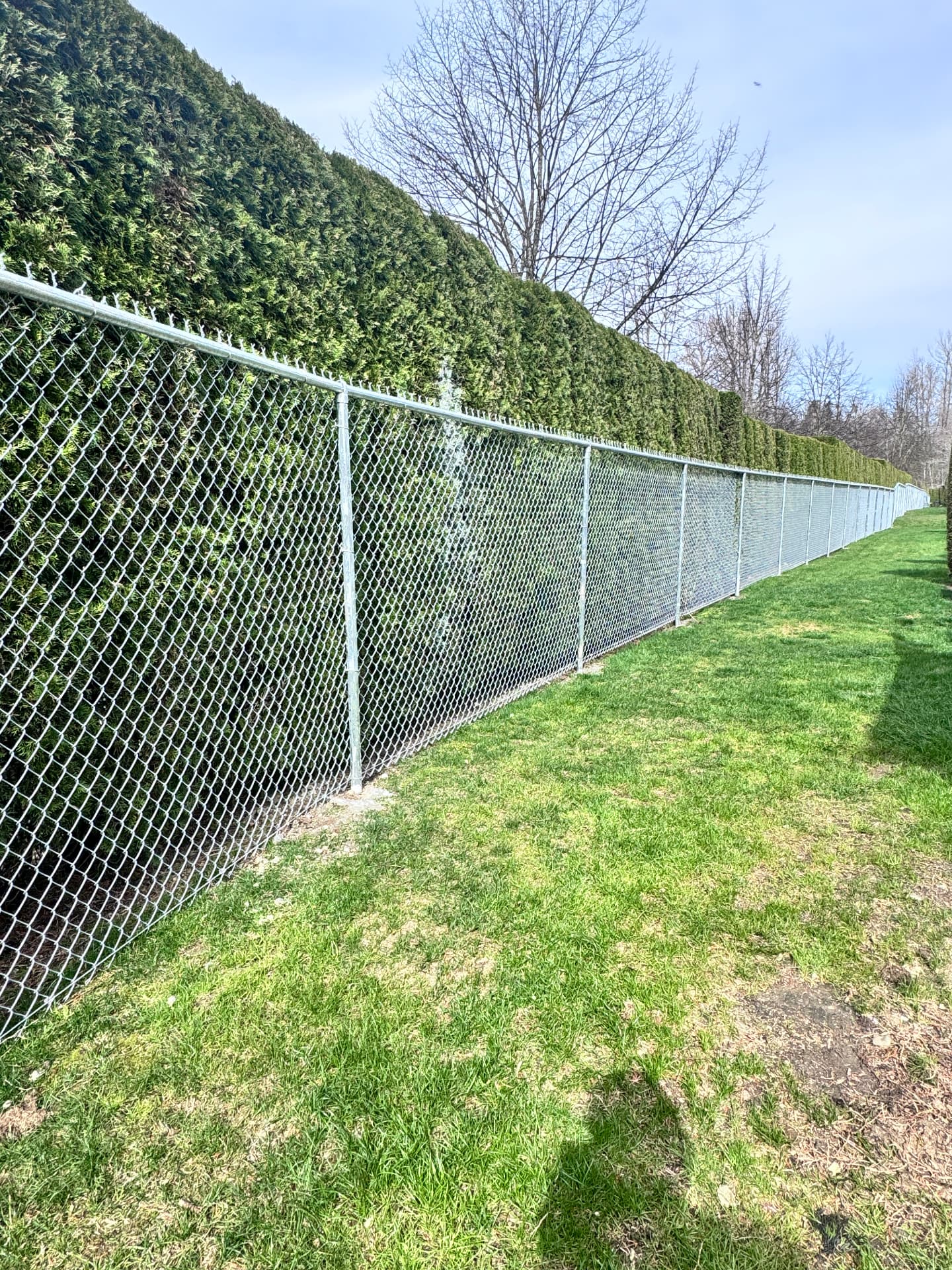 Galvanized chain link fence running along a tall cedar hedge