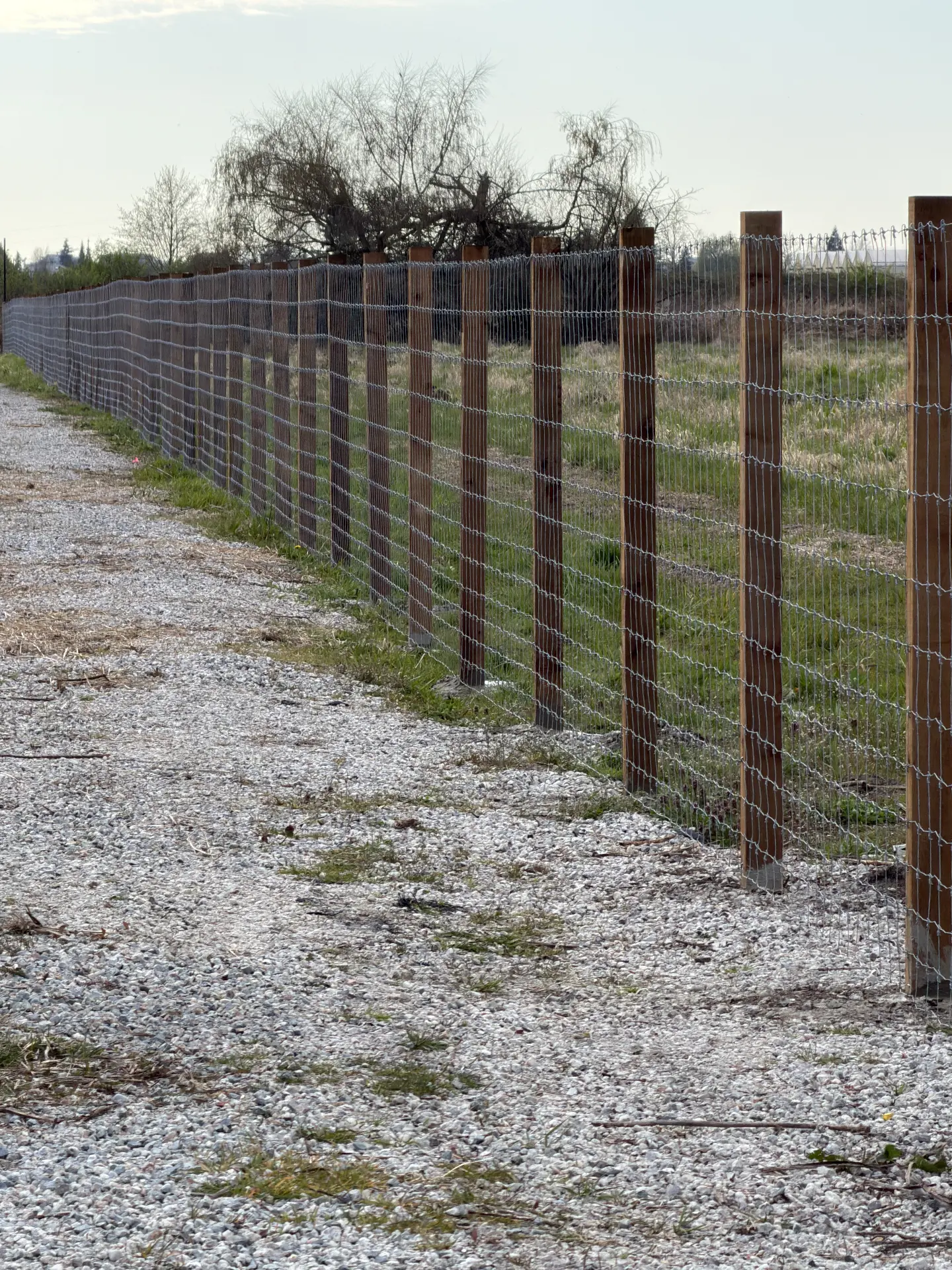 Galvanized page wire field fence on cedar posts running along a gravel farm lane
