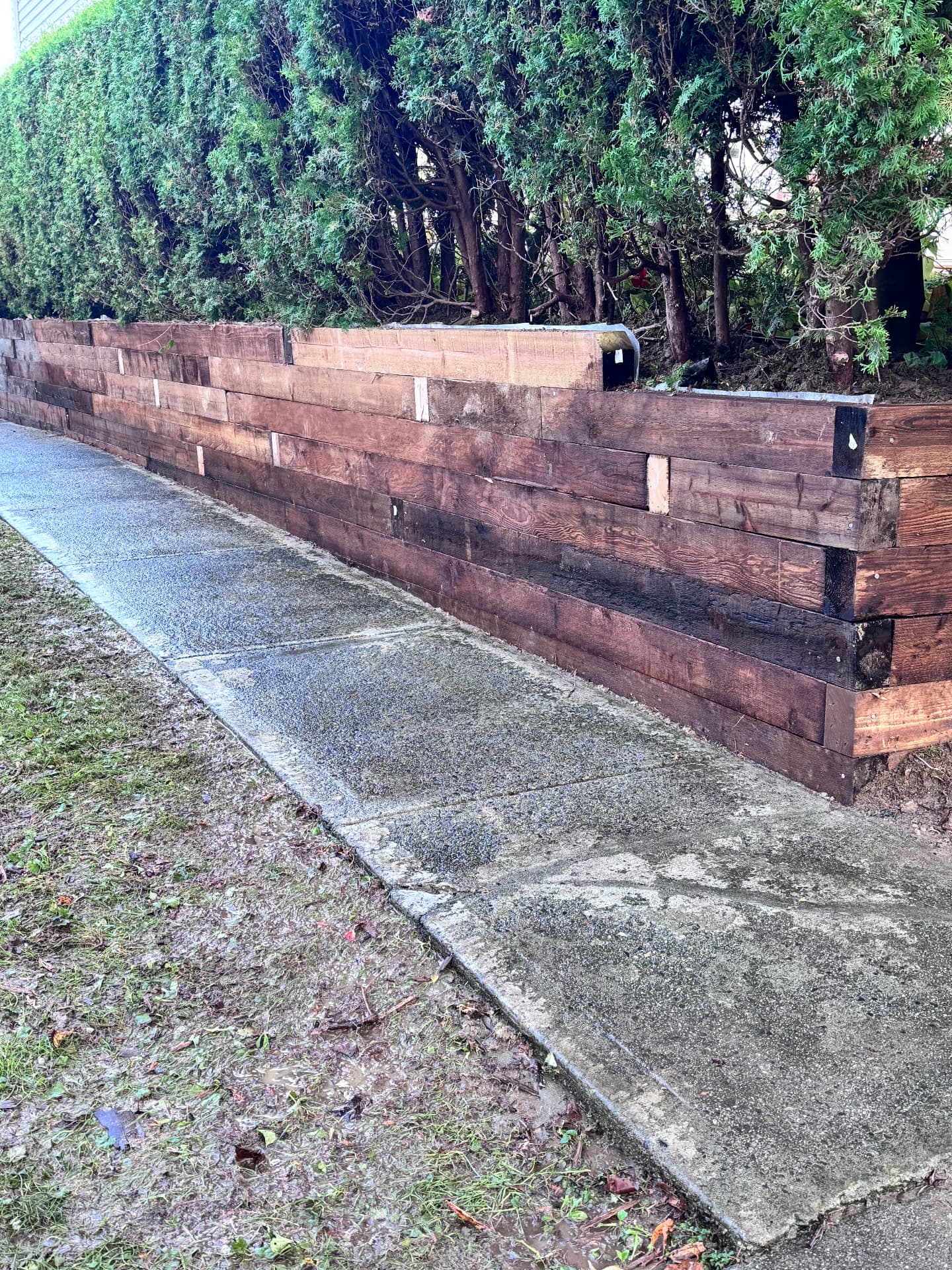 Stained timber retaining wall along a sidewalk under a cedar hedge