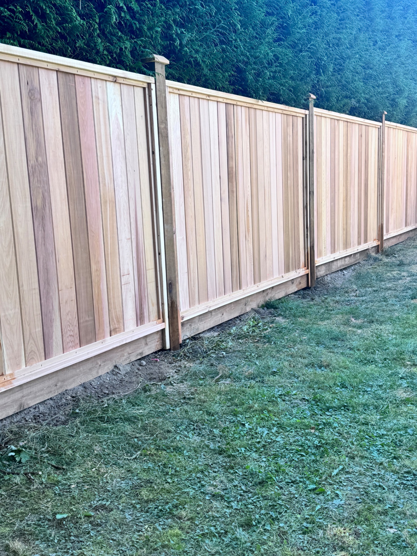 New western red cedar privacy fence installed along a cedar hedge line in British Columbia