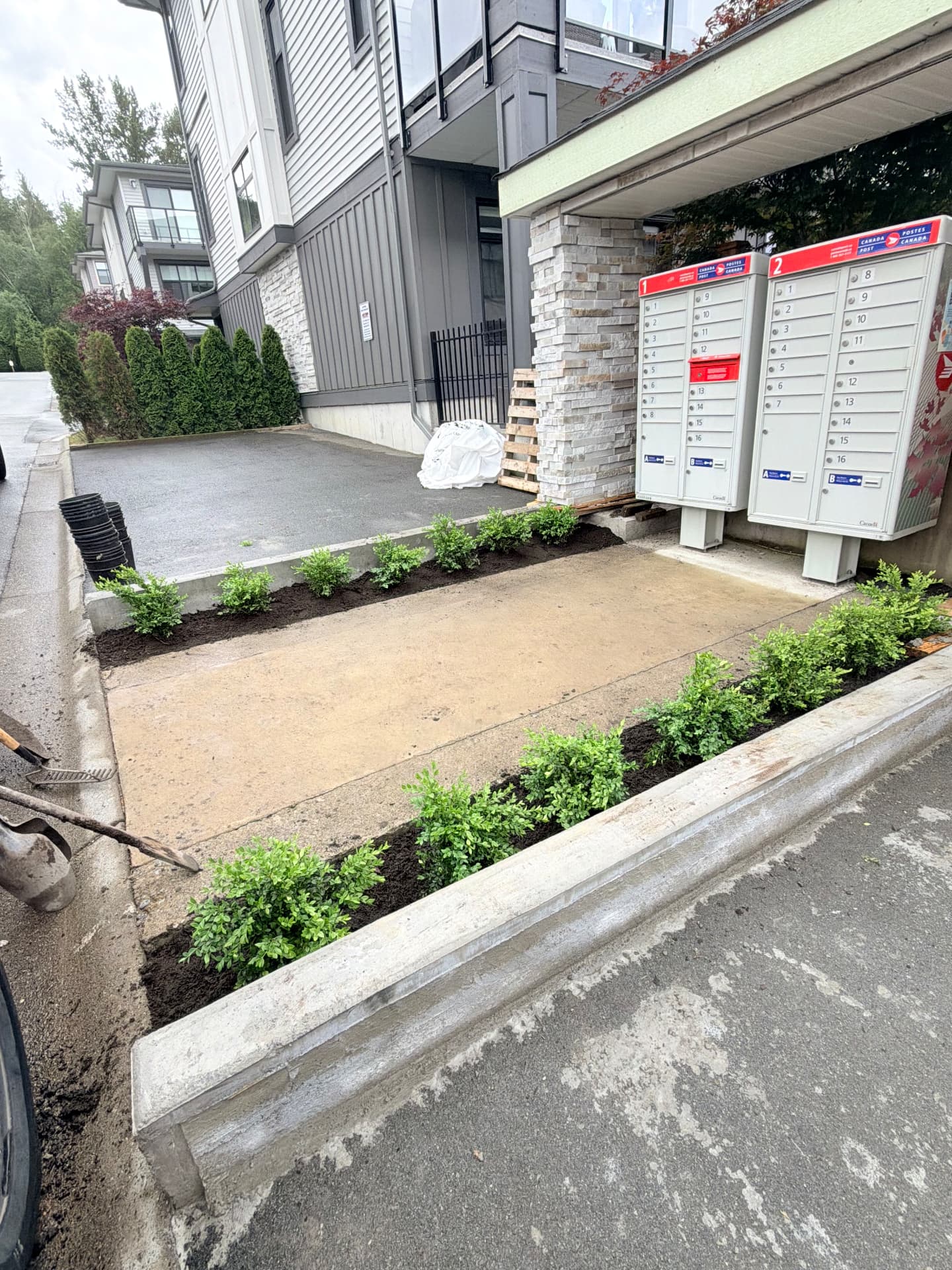 Freshly planted boxwood shrub beds framing a prepared walkway at a townhome mailbox area