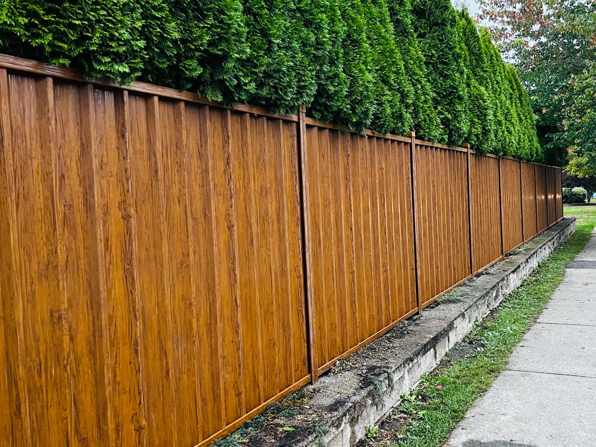 Long cedar privacy fence finished in warm stain running beside a cedar hedge and sidewalk