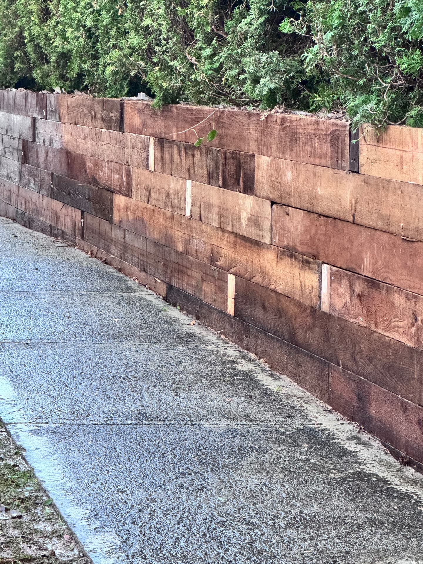 Stained timber retaining wall along a concrete driveway under a cedar hedge