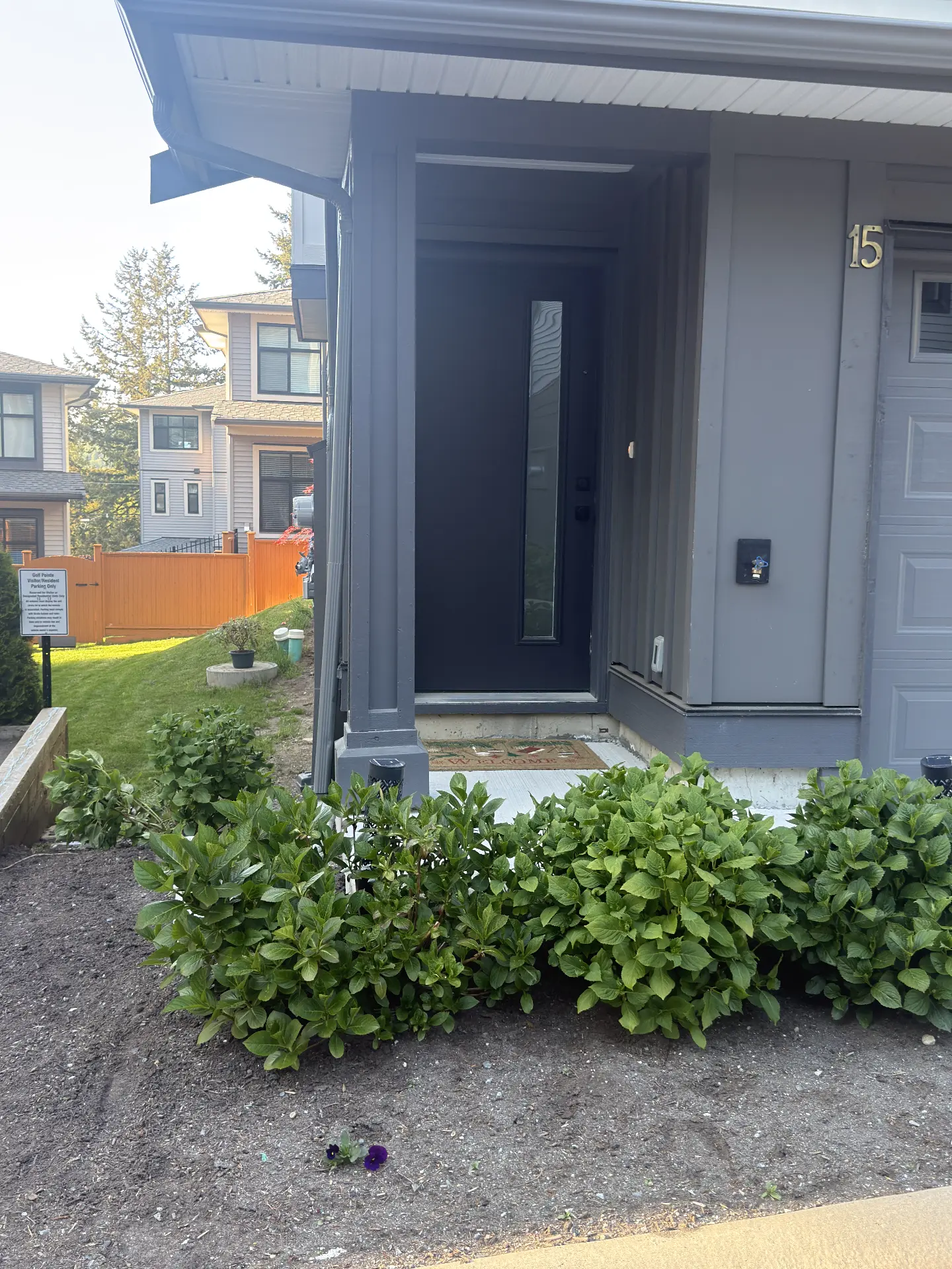 Hydrangea bed planted along a townhome front entry walkway